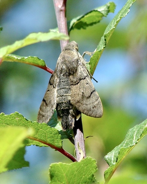 hummingbird hawkmoth